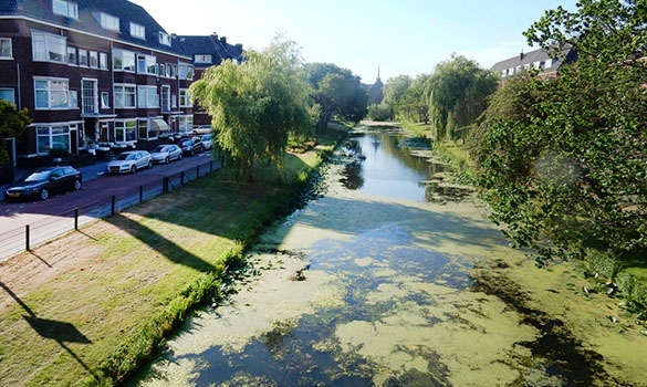 De Haagse Vruchtenbuurt, een rustige kindvriendelijke wijk met veel groenvoorzieningen